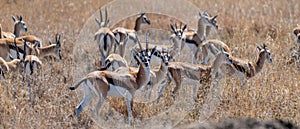Wild Thomson& x27;s gazelles in serengeti national park