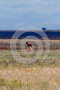 Wild Thomson's gazelles in serengeti national park