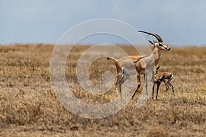 Wild Thomson's gazelles in serengeti national park