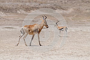 Wild Thomson's gazelles in serengeti national park