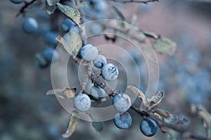 Wild thorny bush blackthorn, bright tart-sweet blue delicious wild berries, natural outdoor landscape