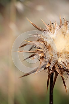 Wild thorny plant, in flowering