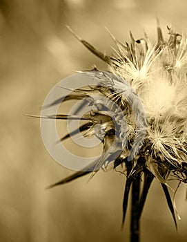 Wild thorny plant, in flowering, vintage hue