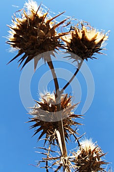 Wild thorny plants from below