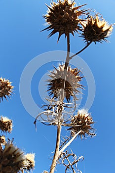 Wild thorny plants from below