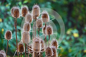 Wild thorny plants blurred green nature background