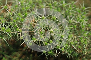 Wild thorny plants blurred green nature background