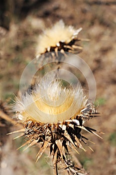 Wild thorny plants, dry flowers