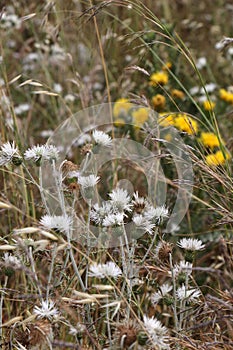 Wild thorny plants and flowers