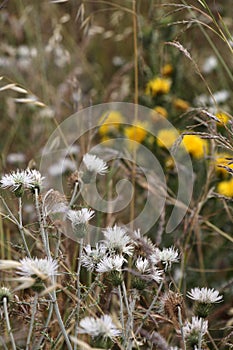 Wild thorny plants and flowers