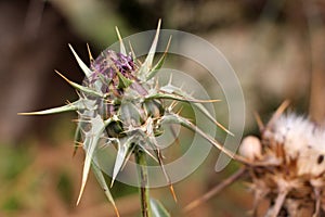 Wild thorny plants and flowers