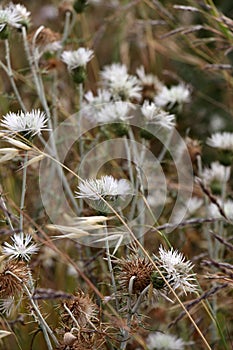 Wild thorny plants and flowers