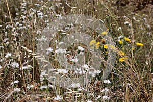 Wild thorny plants and flowers