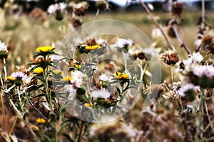 Wild thorny plants and flowers, pop colours