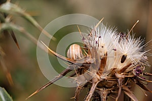 Wild thorny plants and flowers, with a snail