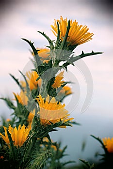 Wild thorny plants and flowers, vintage