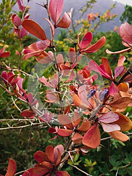 Wild thorny plants with red leaves on a mountainside