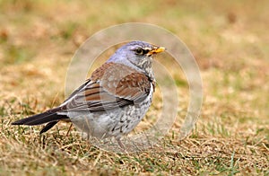 Wild thrush Turdus pilaris