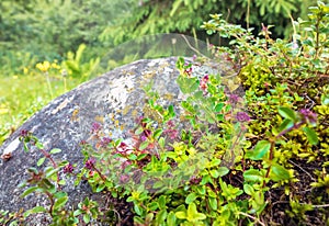 Wild Thyme on rock in natural environment of Alps