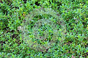 Wild Thyme, Thyme-leaved sandwort photo