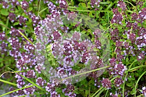Wild thyme Thymus serpyllum - medicinal herb