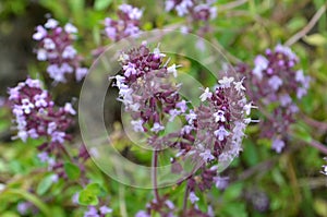 Wild thyme Thymus serpyllum - medicinal herb