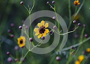 Wild Tickseed flowers closeup, Coreopsis lanceolota