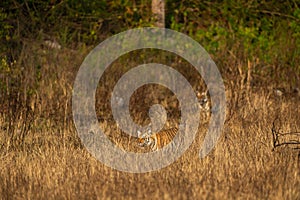 Wild tiger in action and stalking prey walking in grass. A tiger behavior image at dhikala zone safari jim corbett national park