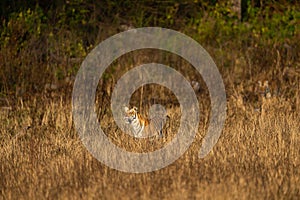 Wild tiger in action and stalking prey walking in grass. A tiger behavior image at dhikala zone safari jim corbett national park