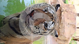 Wild tiger close up face behind the glass in the cage at the Zoo .