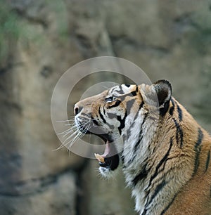 Wild tiger close up portrait