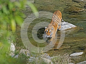 Wild Tiger: Crossing river in the forest of Jim Corbett
