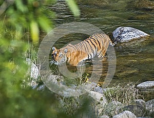 Wild Tiger: Crossing river in the forest of Jim Corbett photo