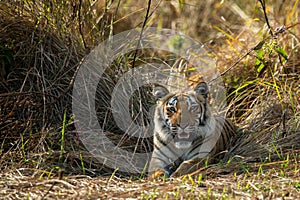 Wild Tiger Cub Portrait at Jim Corbett National Park or Tiger Reserve, Uttarakhand, india photo