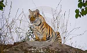 Wild tiger in the jungle. India. Bandhavgarh National Park. Madhya Pradesh.