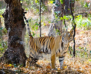 Wild tiger in the jungle. India. Bandhavgarh National Park. Madhya Pradesh.