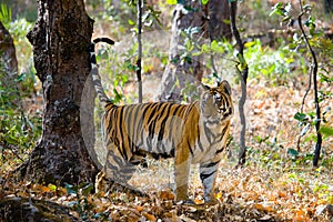 Wild tiger in the jungle. India. Bandhavgarh National Park. Madhya Pradesh.