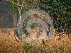 Wild tiger in the jungle. India. Bandhavgarh National Park. Madhya Pradesh.