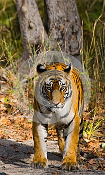 Wild tiger in the jungle. India. Bandhavgarh National Park. Madhya Pradesh.