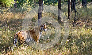 Wild tiger in the jungle. India. Bandhavgarh National Park. Madhya Pradesh.