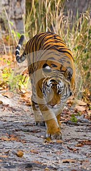 Wild tiger in the jungle. India. Bandhavgarh National Park. Madhya Pradesh.