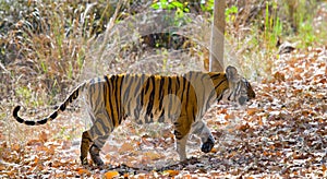 Wild tiger in the jungle. India. Bandhavgarh National Park. Madhya Pradesh.