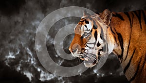 Wild tiger looking, ready to hunt, side view. Panoramic