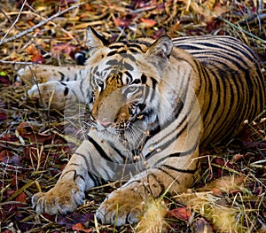 Wild tiger lying on the grass. India. Bandhavgarh National Park. Madhya Pradesh.