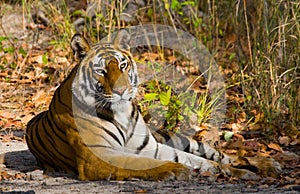 Wild tiger lying on the grass. India. Bandhavgarh National Park. Madhya Pradesh.