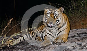 Wild tiger lying on the ground. India. Bandhavgarh National Park. Madhya Pradesh.