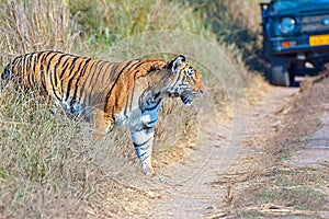 Wild Tiger: Panthera tigris crossing trail during safari at the forest of Jim Corbett photo