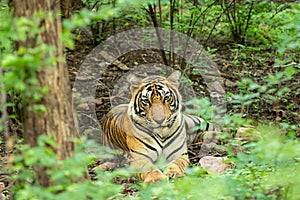 wild tiger portrait on a rainy day in natural green forest during monsoon season safari at ranthambore national park