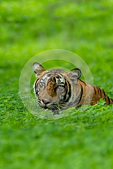 Wild tiger portrait on a rainy day in natural green forest during monsoon season safari at ranthambore national park