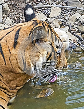 Wild Tiger: quenching its thirst in the forest of Ranthambhore